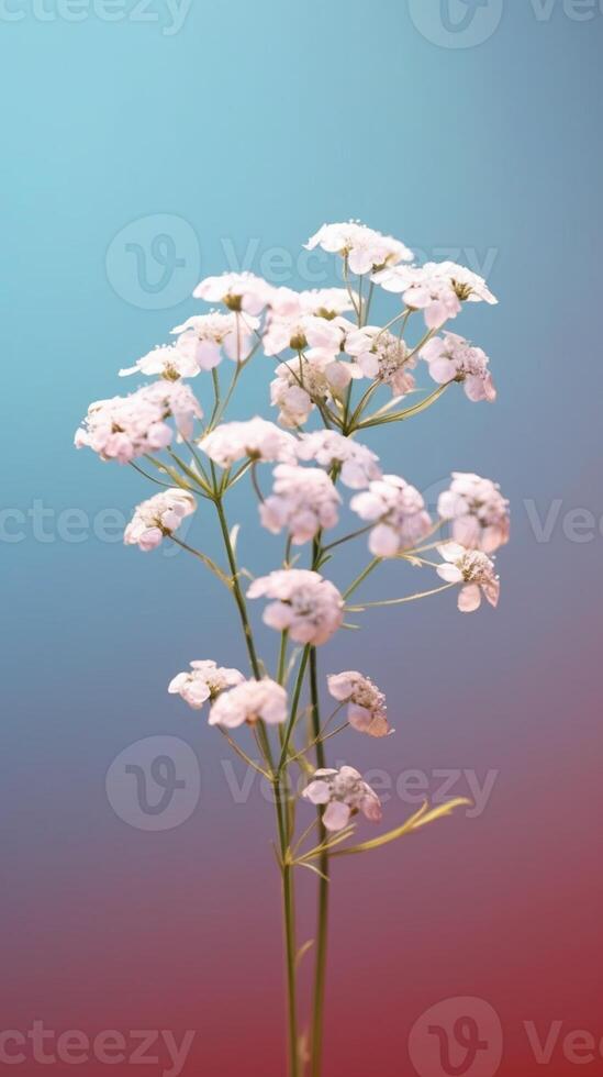 Babys Breath flowers Gypsophila paniculata blurred background. AI Generated photo