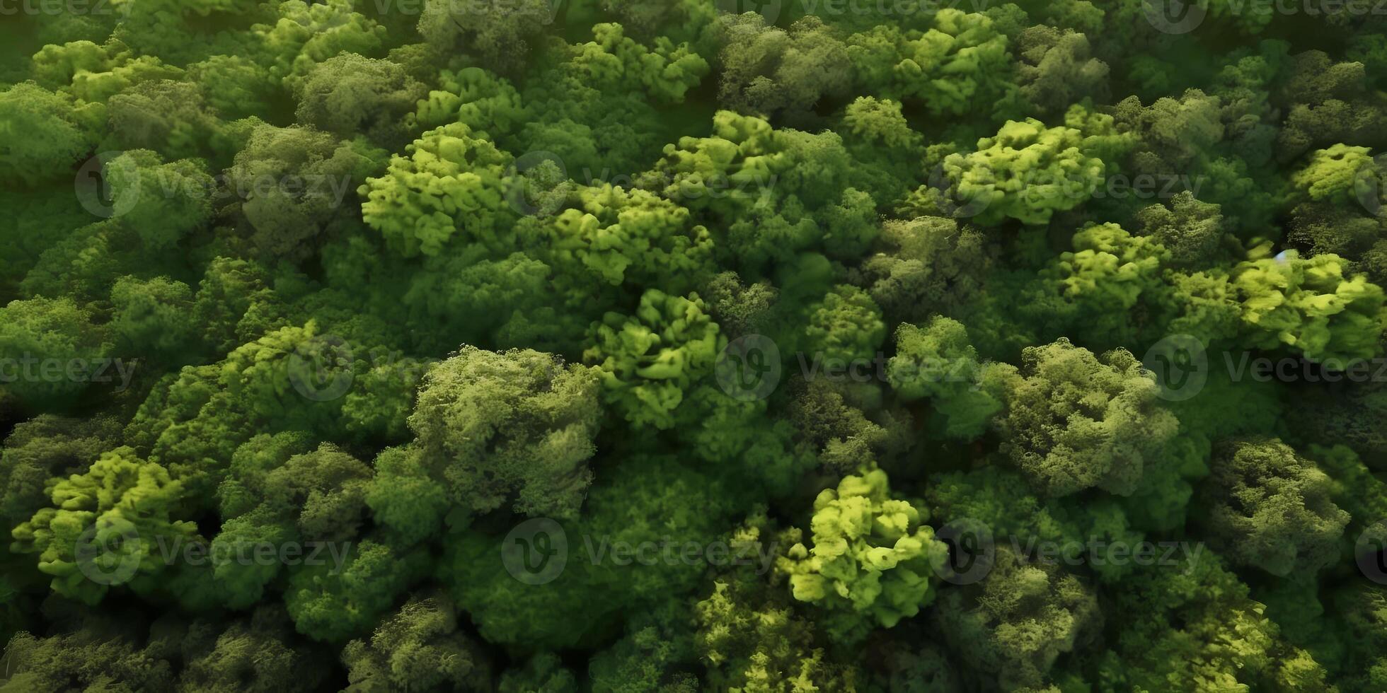 Green pine forest blurred background, photo