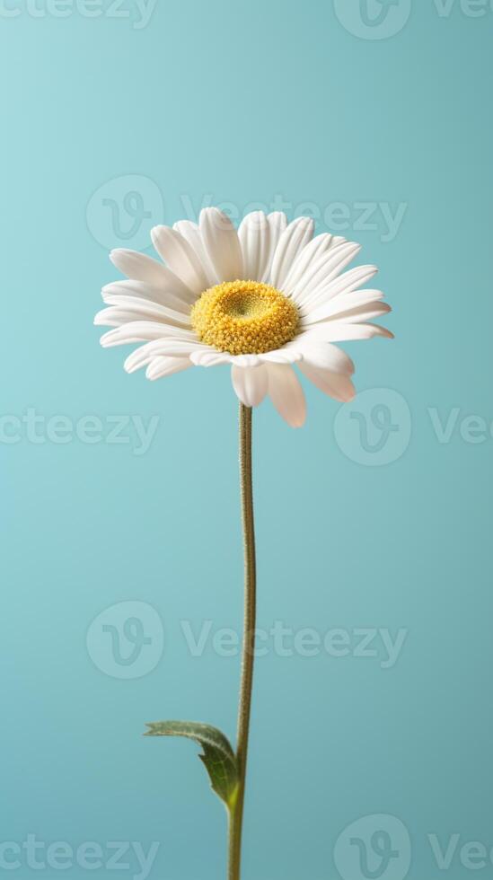Daisy flower copy space blurred background. photo