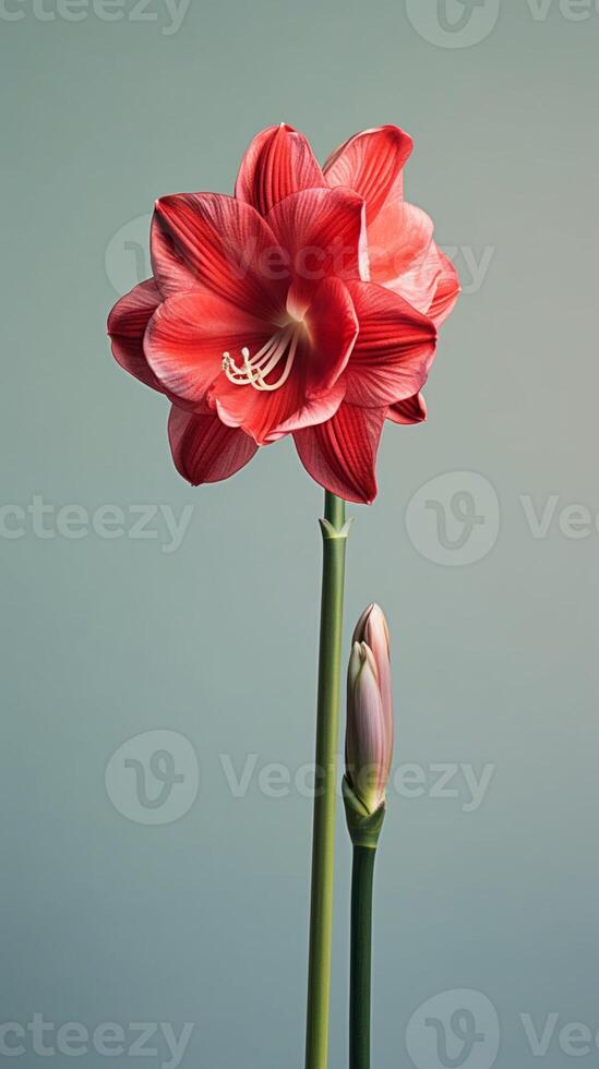 Amarylli flower Hippeastrum blurred background. photo