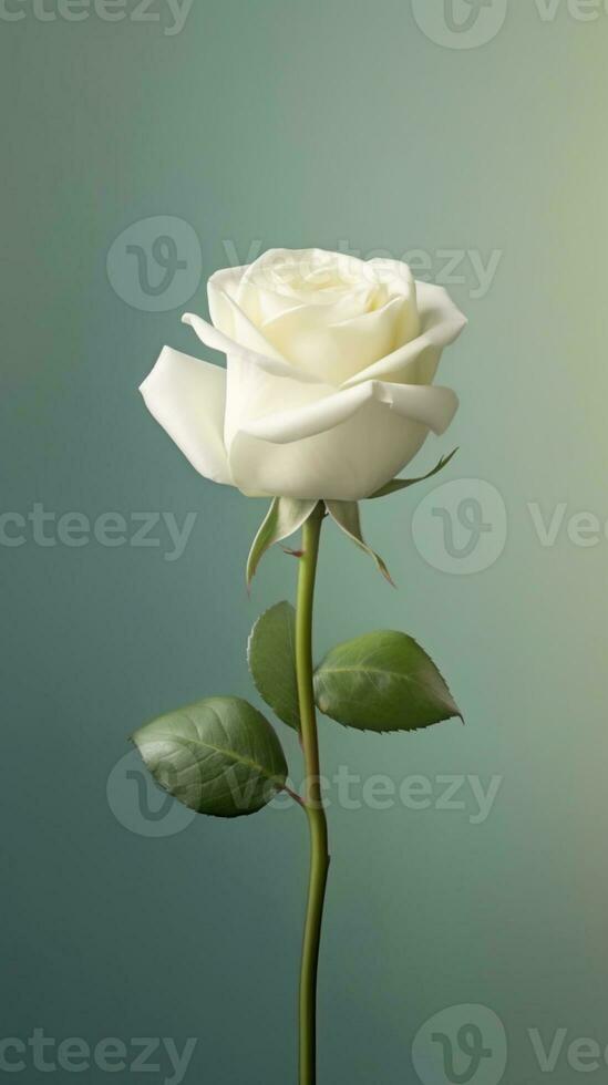 White rose flower copy space blurred background. AI Generated photo