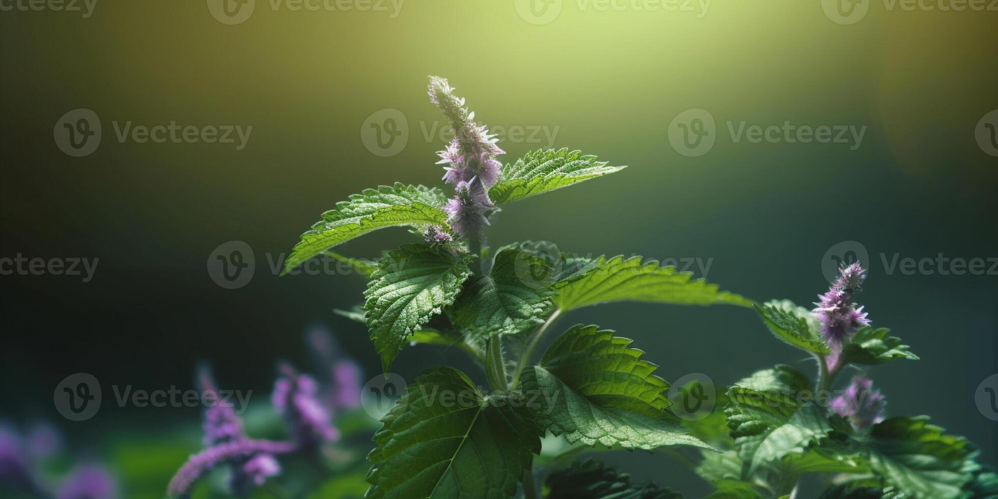 Nettle flower, copy space blurred background, photo