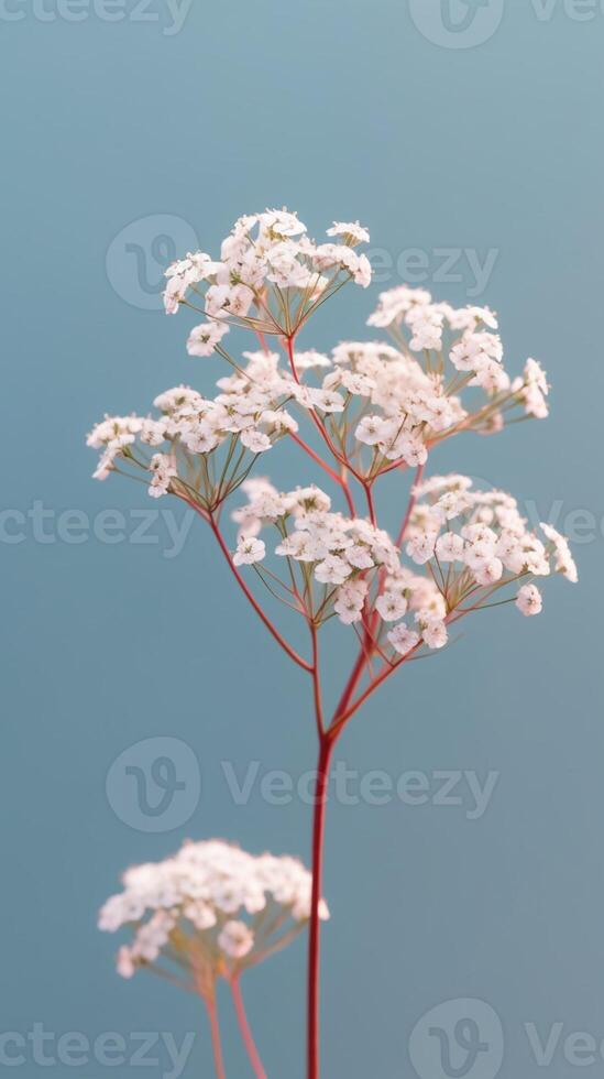 Babys Breath flowers Gypsophila paniculata blurred background. photo