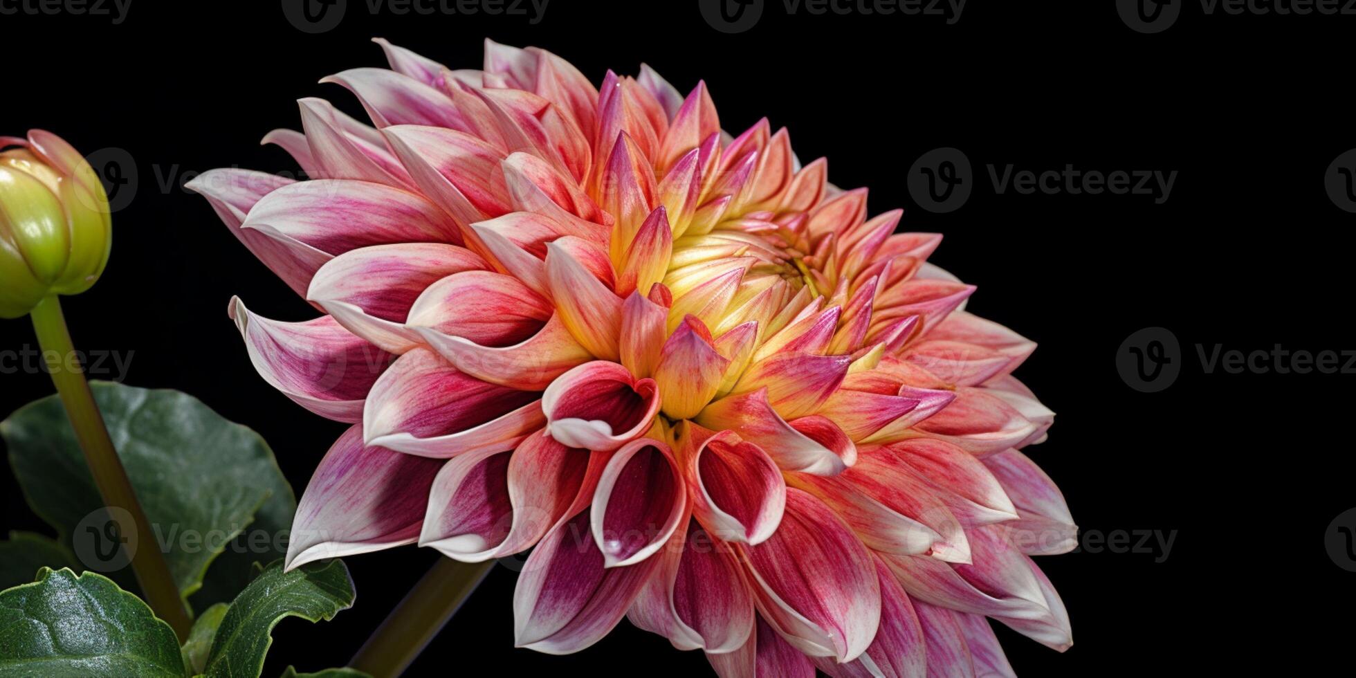 Dahlia flower copy space background. photo