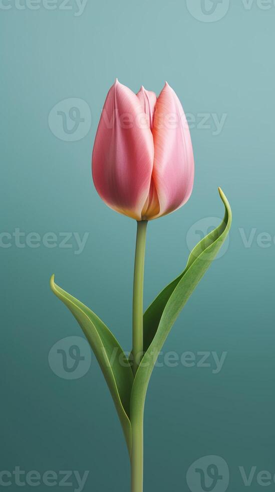 Pink tulip flower copy space blurred background. photo