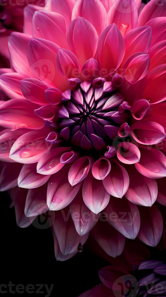 Dahlias flower macro photo wallpaper background.