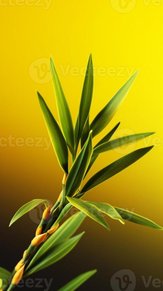 Bonsai bamboo tree tree background. photo