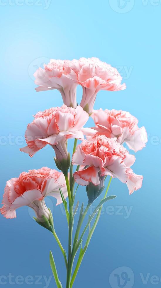 Carnation Dianthus caryophyllus flower blurred background. photo