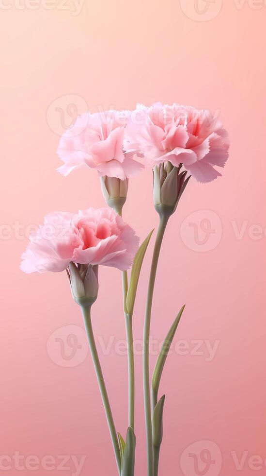 Carnation Dianthus caryophyllus flower blurred background. photo