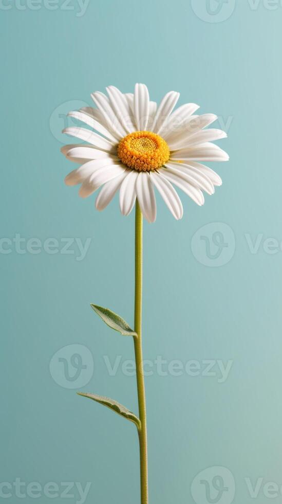 Daisy flower copy space blurred background. photo