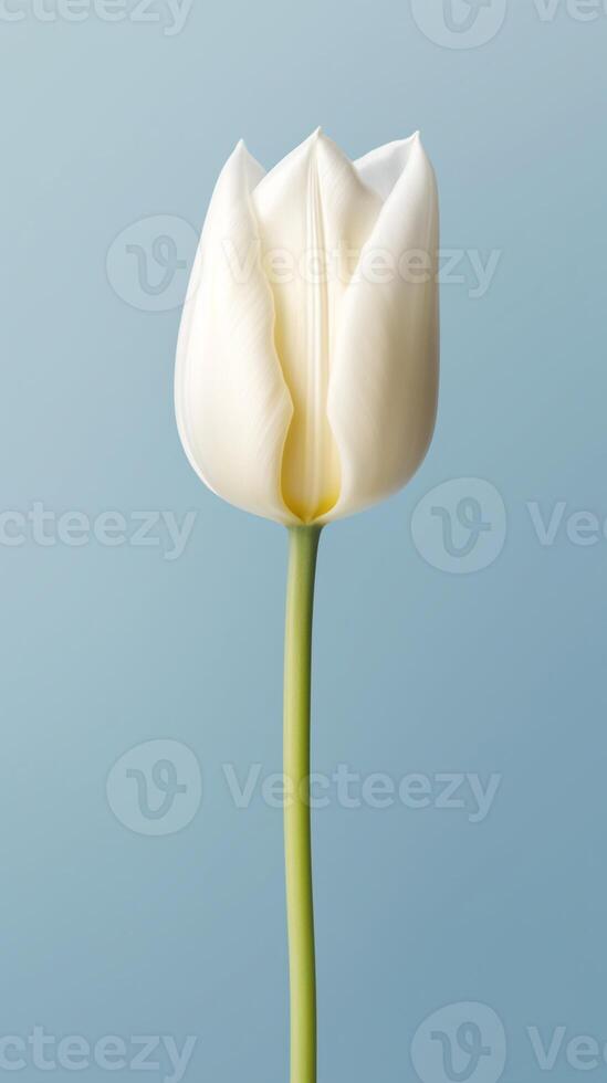 White tulip flower copy space blurred background. photo