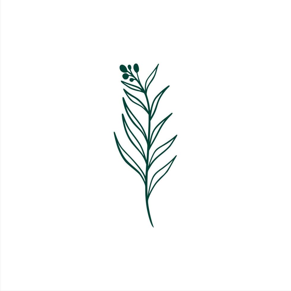 botanical leaf doodle wildflower line art vector