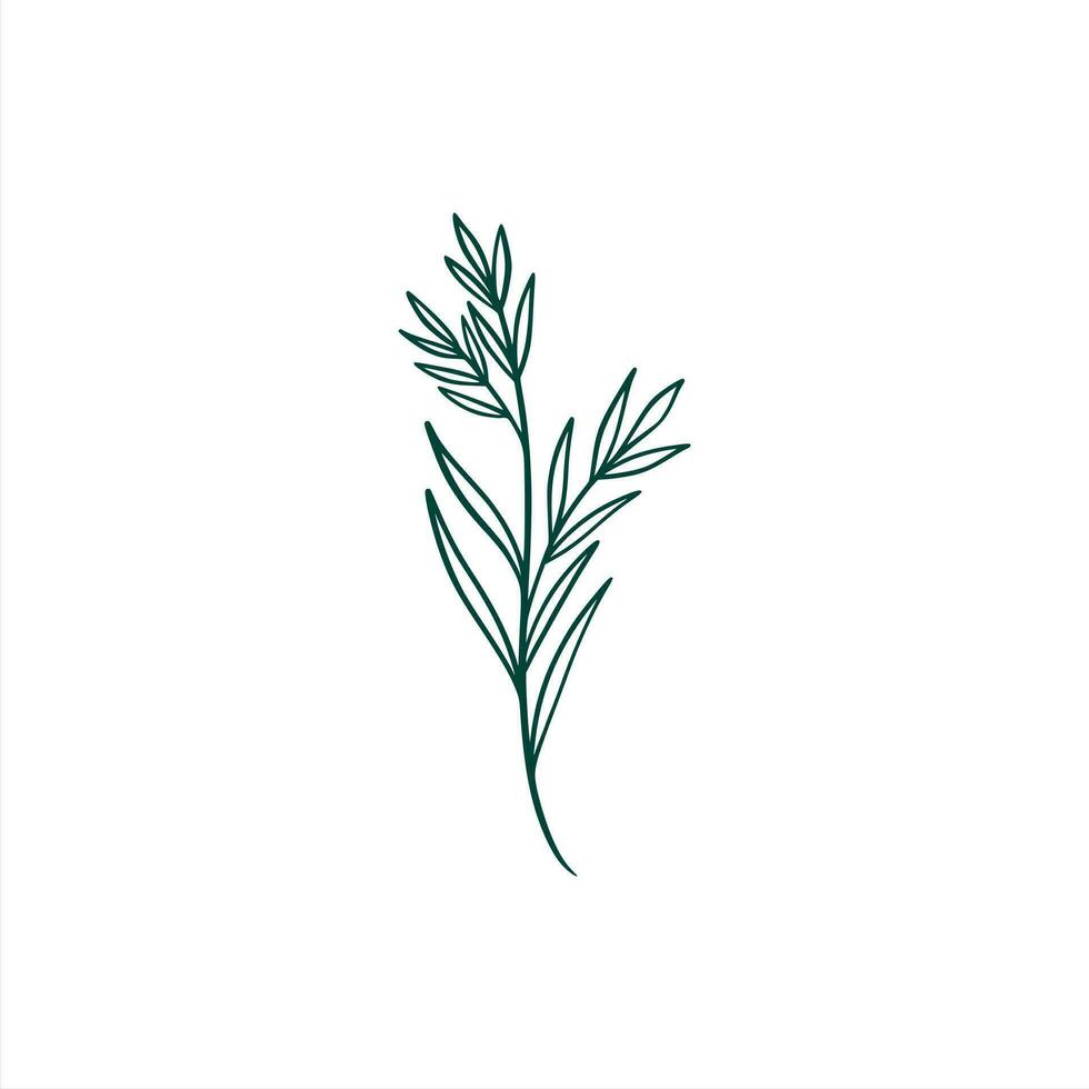 botanical leaf doodle wildflower line art vector