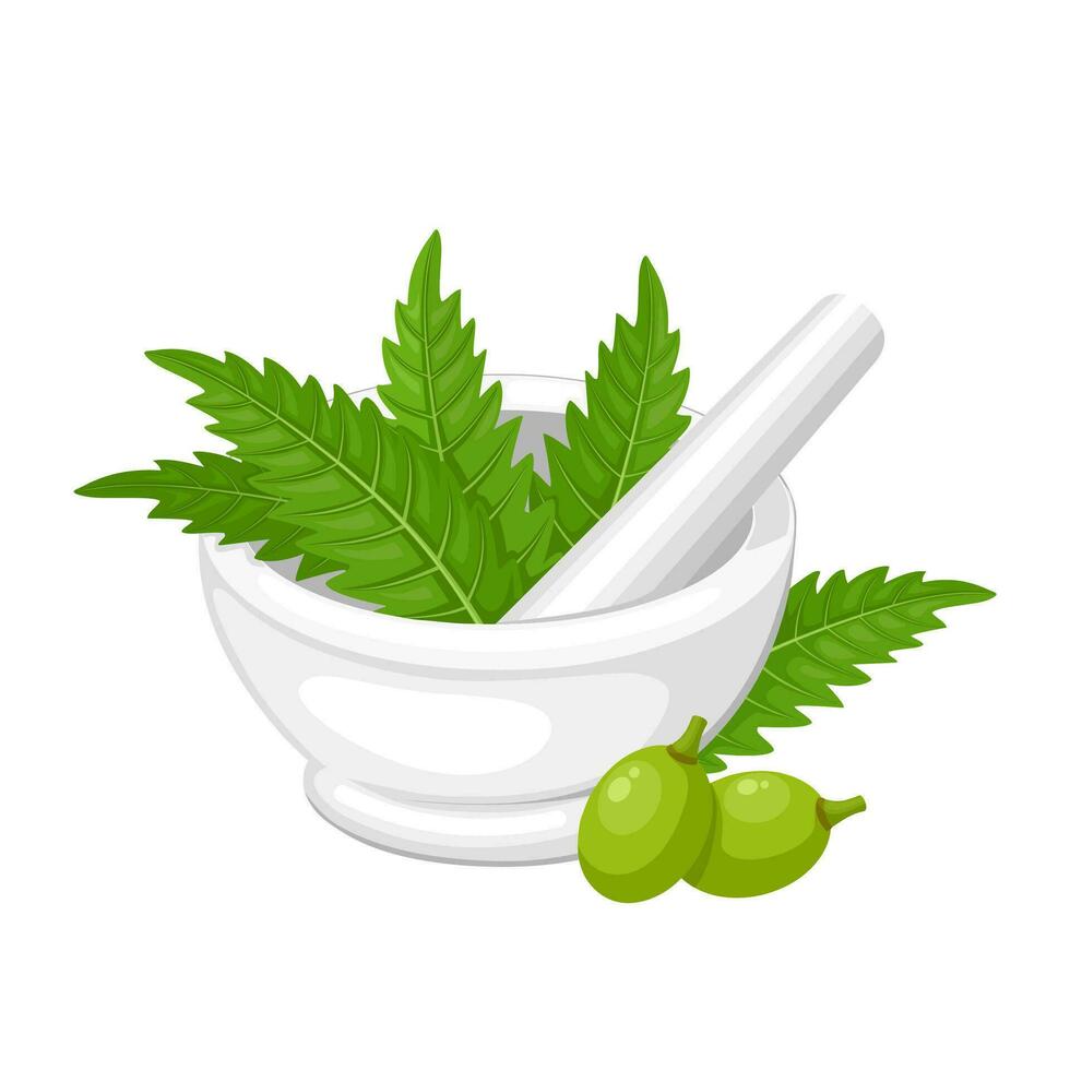 Vector illustration, ceramic mortar and pestle, with neem leaves and berries, isolated on a white background.
