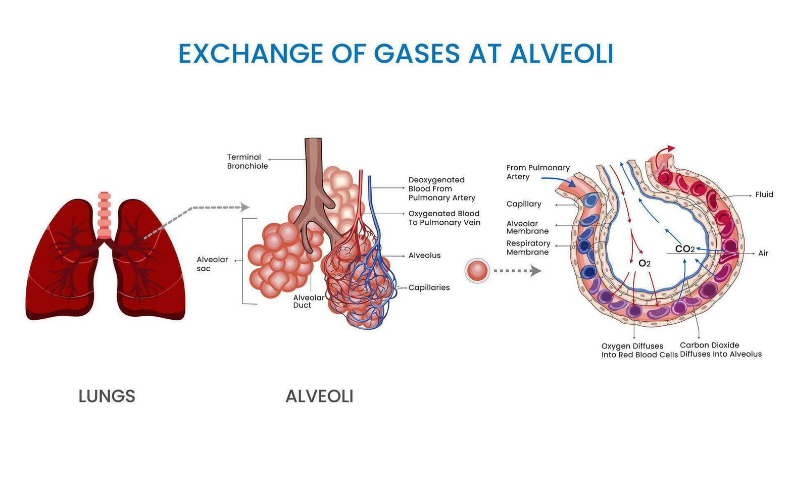 In Alveoli oxygen and carbon dioxide exchange occurs, it is Vital for