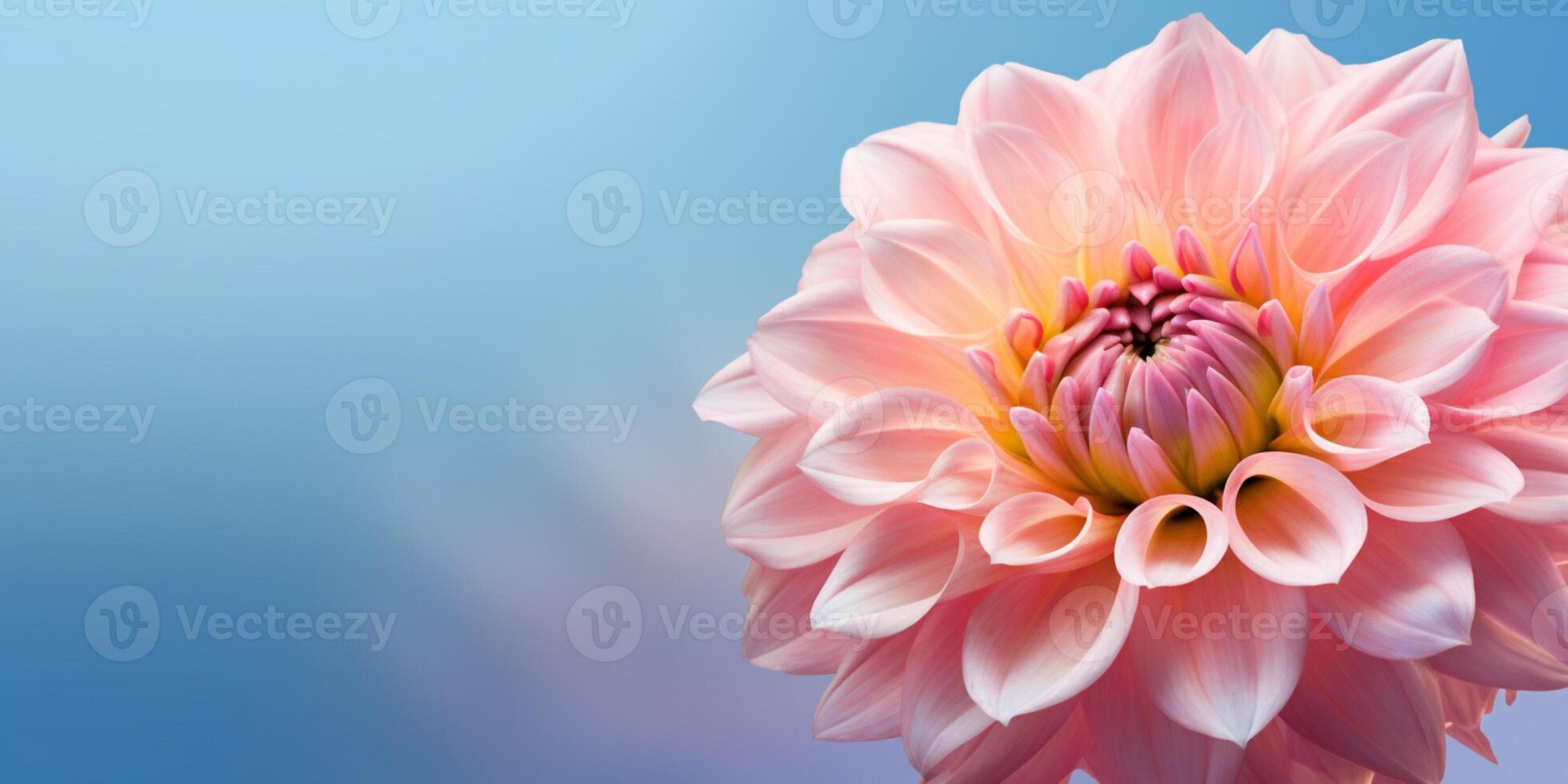 Dahlia flower copy space  background. AI Generated photo