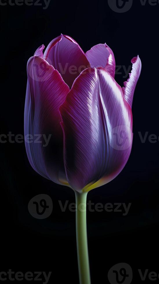 Purple tulip tulipa flower wallpaper background. photo