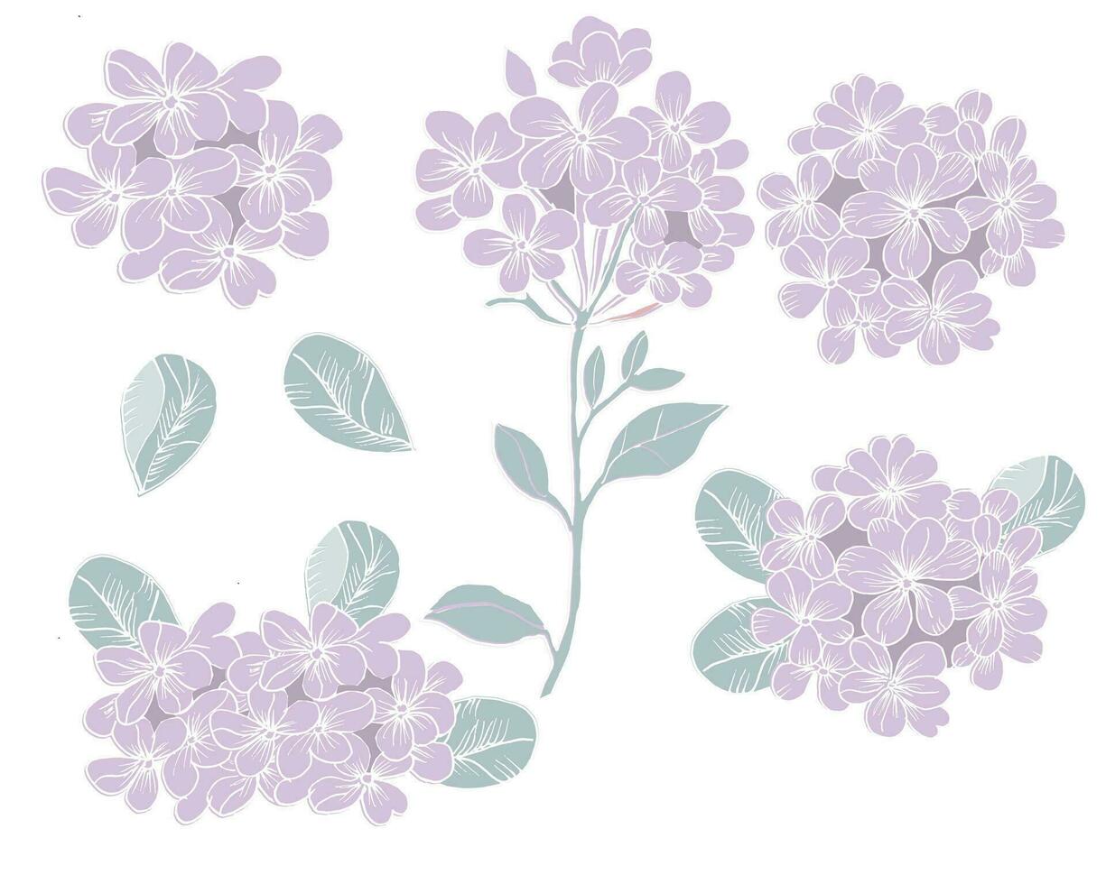 suave púrpura hortensia mano dibujado conjunto elemento vector