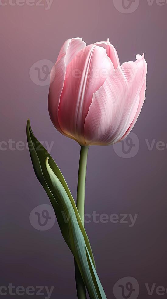 Pink tulip tulipa flower wallpaper background. photo