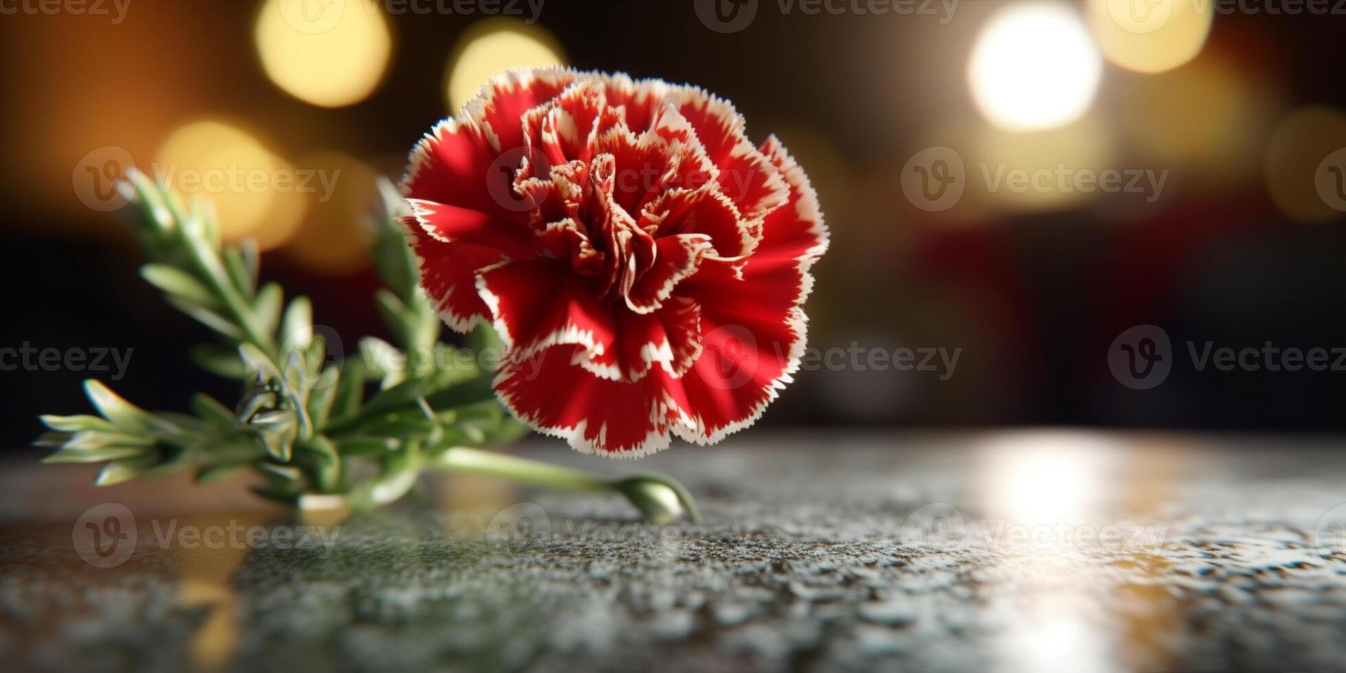 Carnation flower copy space blurred background, photo