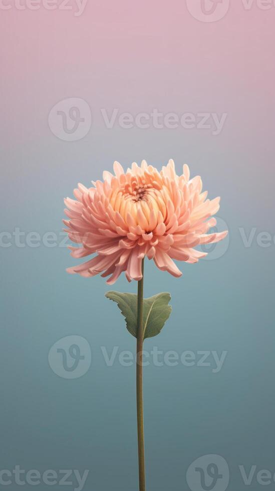Chrysanthemum flower blurred background. photo