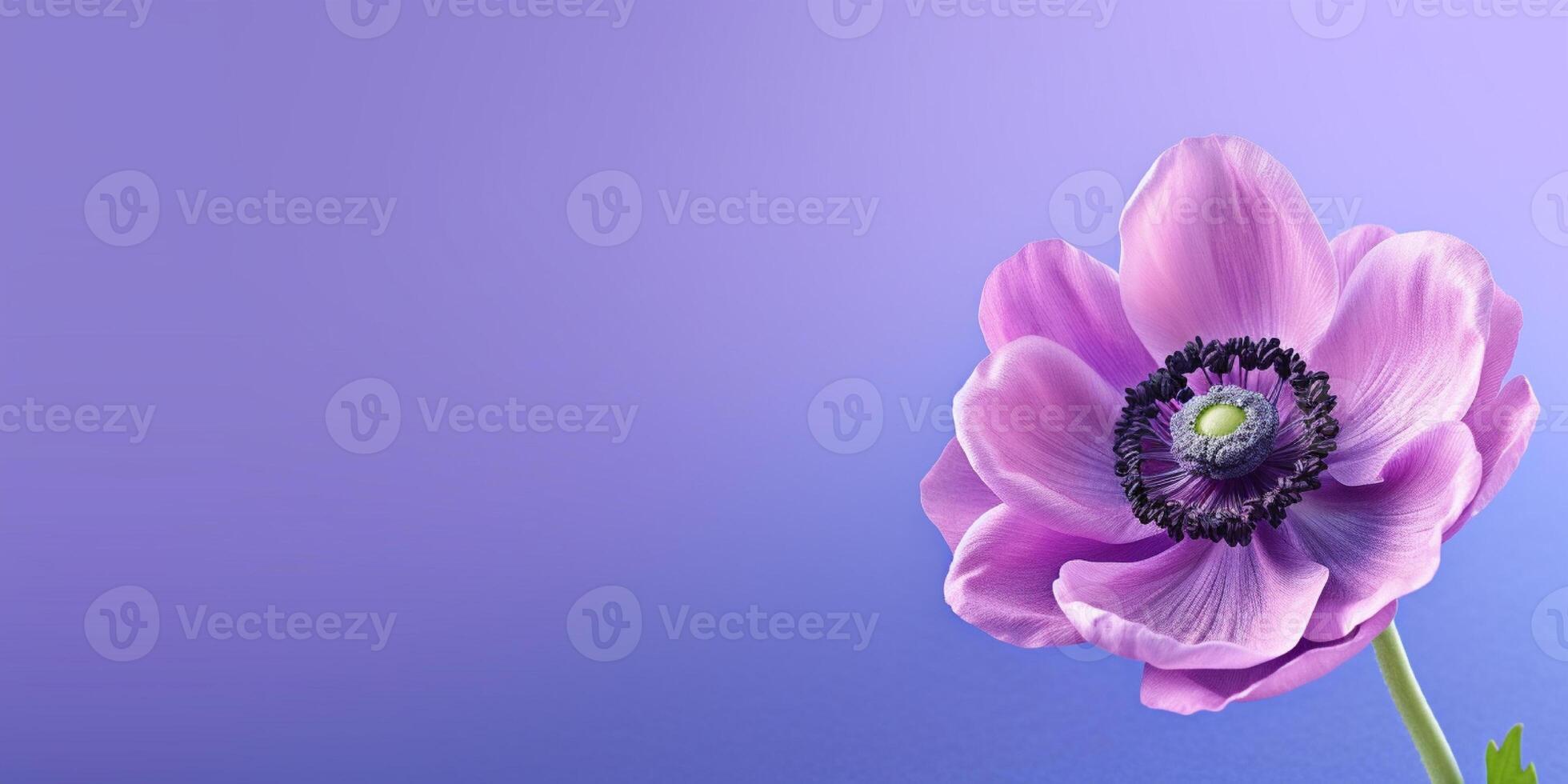 Beauty anemon Flower on Beautiful Blurred Background, photo