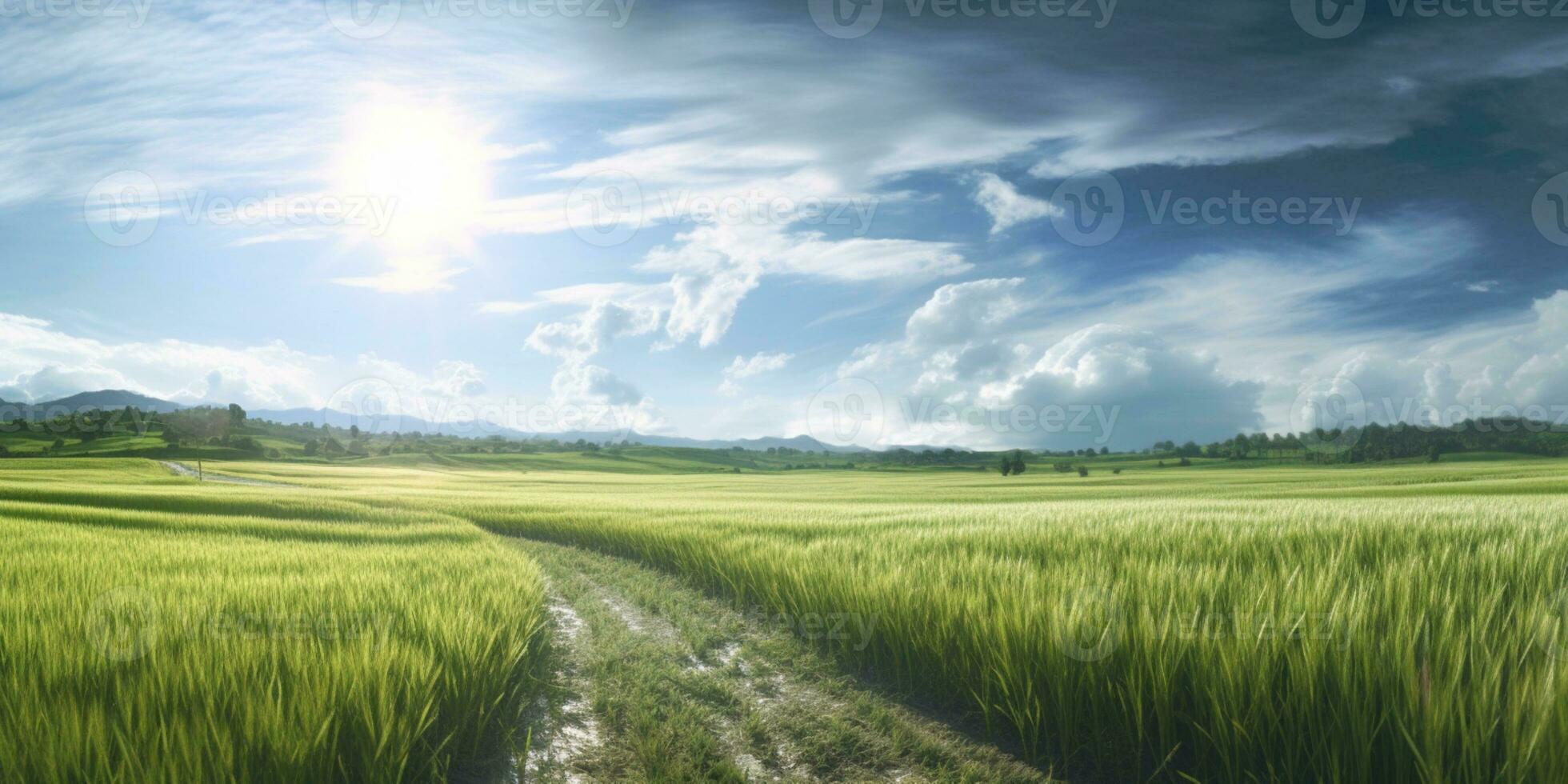 Field rice with paddy plant, clean sky wallpaper background. AI Generated photo