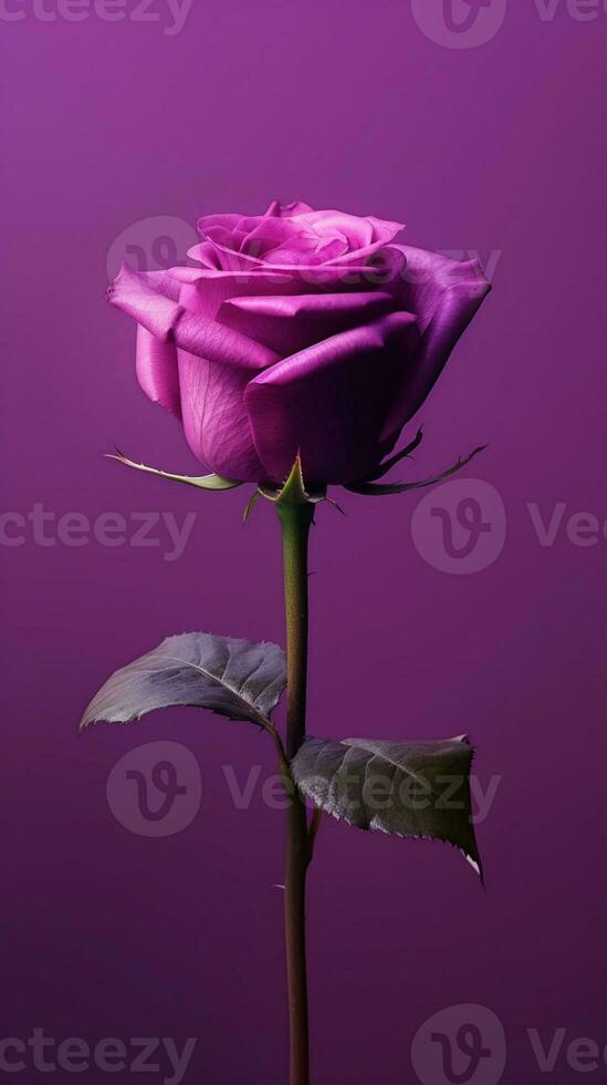 Purple rose flower copy space blurred background. AI Generated photo