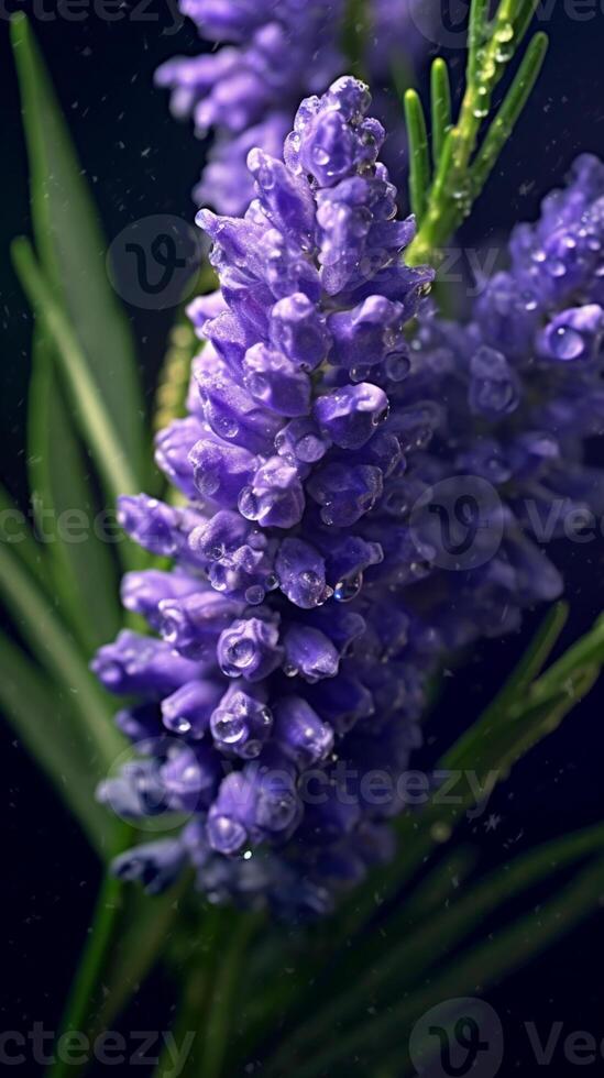 Lavender photo wallpaper background. AI Generated,