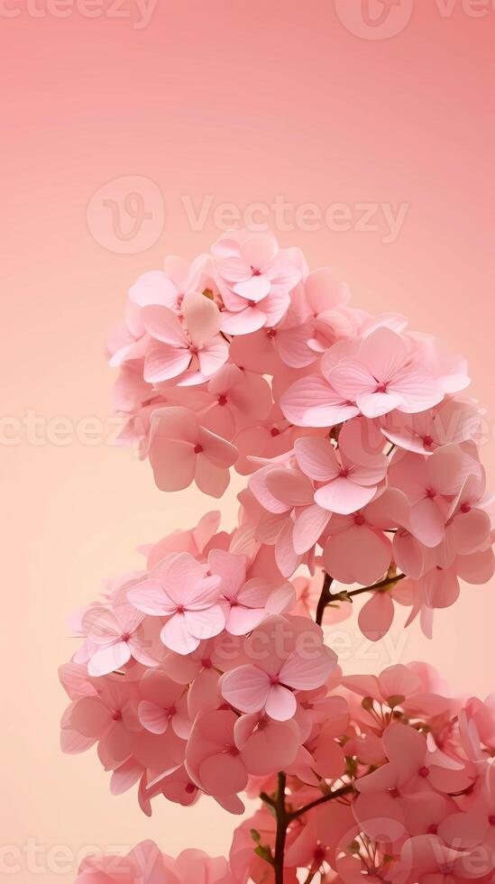 Hydrangea paniculata flower blurred background. photo