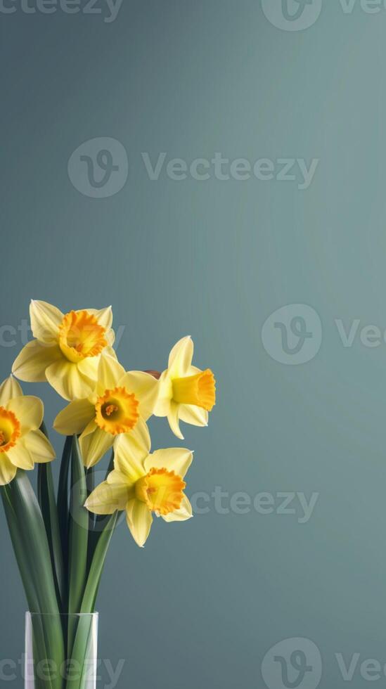 Yellow daffodil flower blurred background. photo