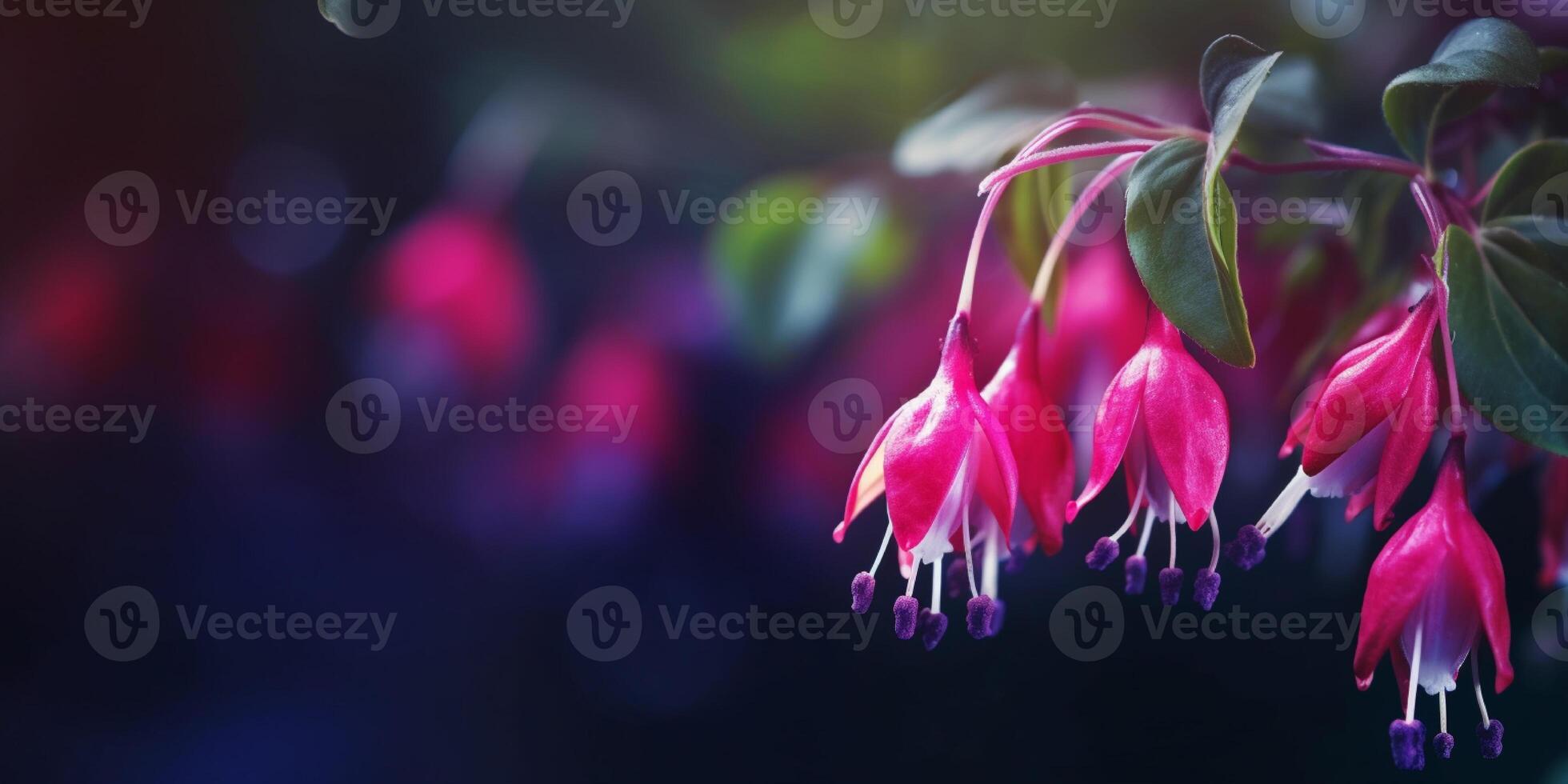 Fuchsia flower, copy space blurred background, photo