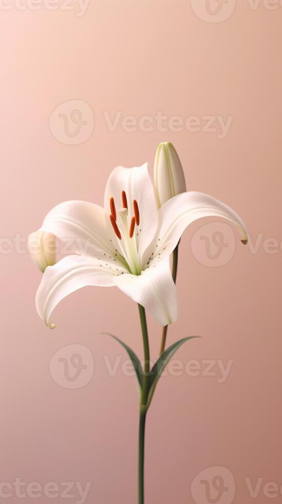 White lily flower copy space blurred background. photo