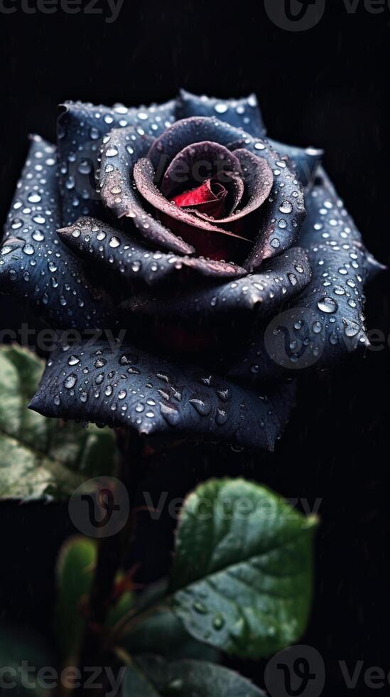 Black rose photo wallpaper background. AI Generated,