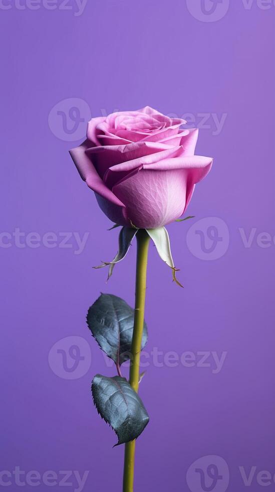 Purple rose flower copy space blurred background. photo