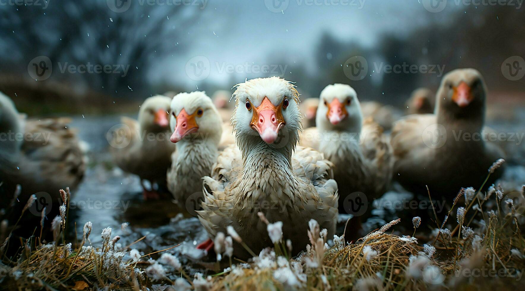 A bunch of white geese walking photo