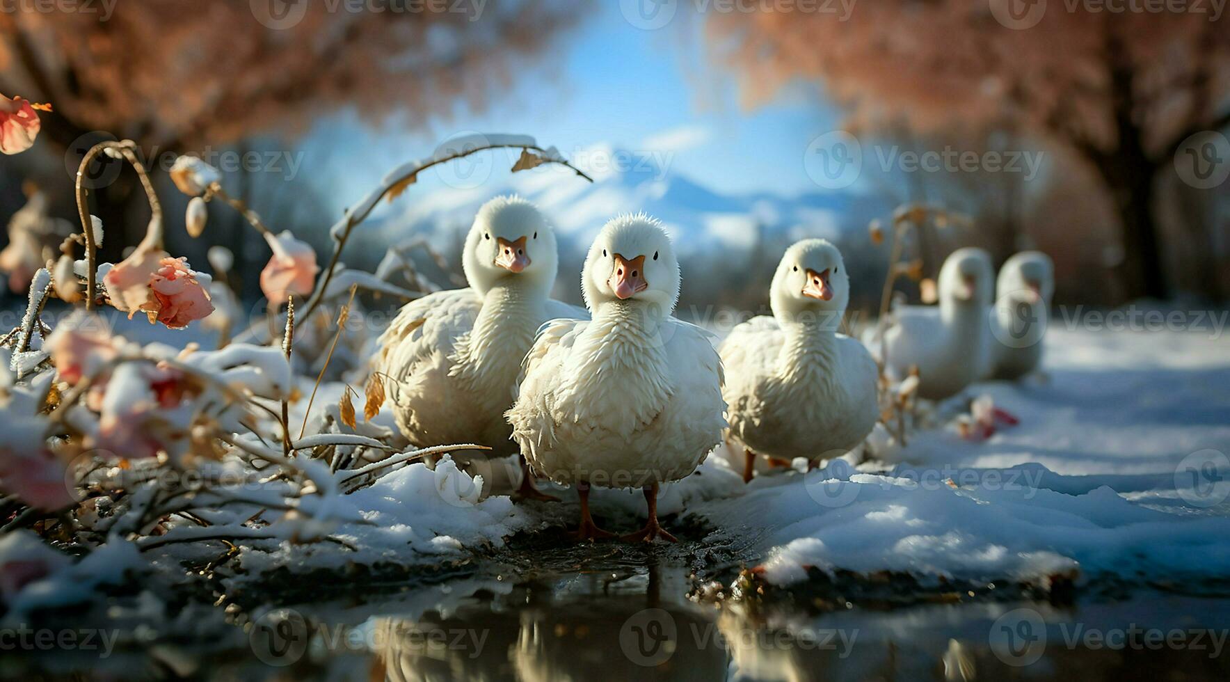 A bunch of white geese walking photo