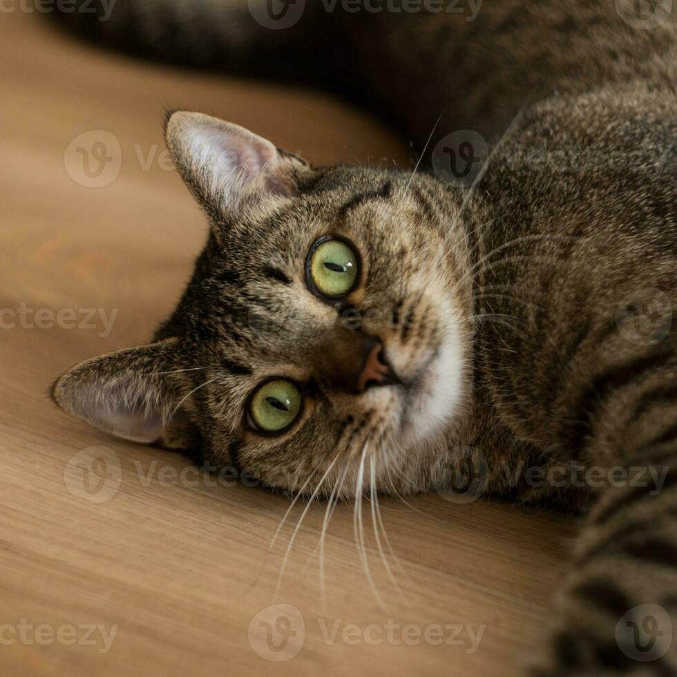 linda juguetón gato con verde ojos foto