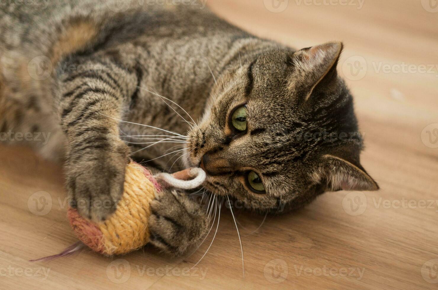 playful cat with ball toy photo