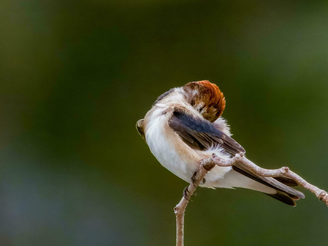 Fairy Martin in Australia photo