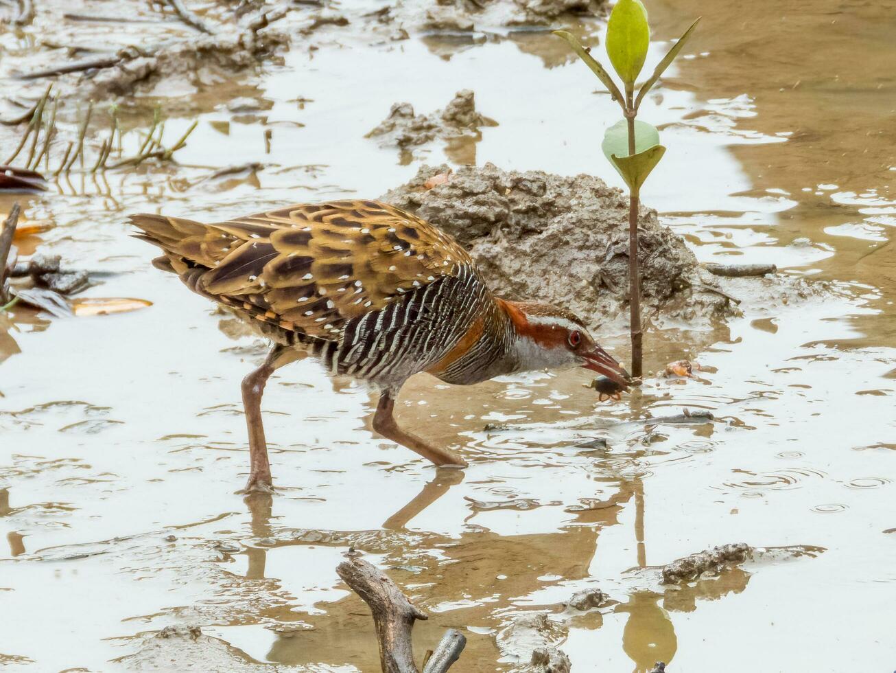 Buff-banded Rail in Australia photo