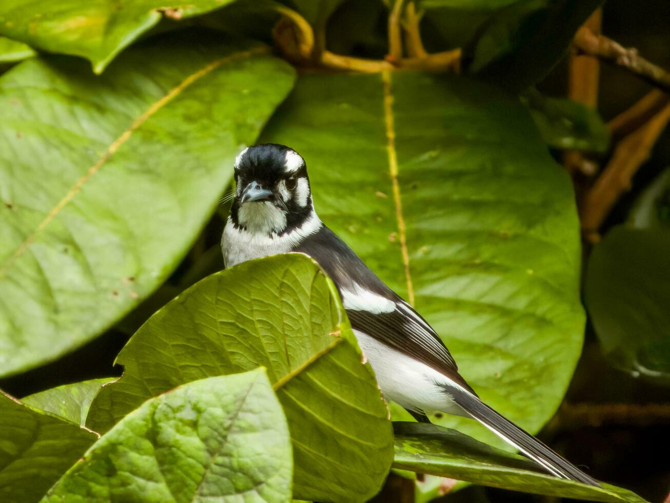 White-eared Monarch in Australia photo