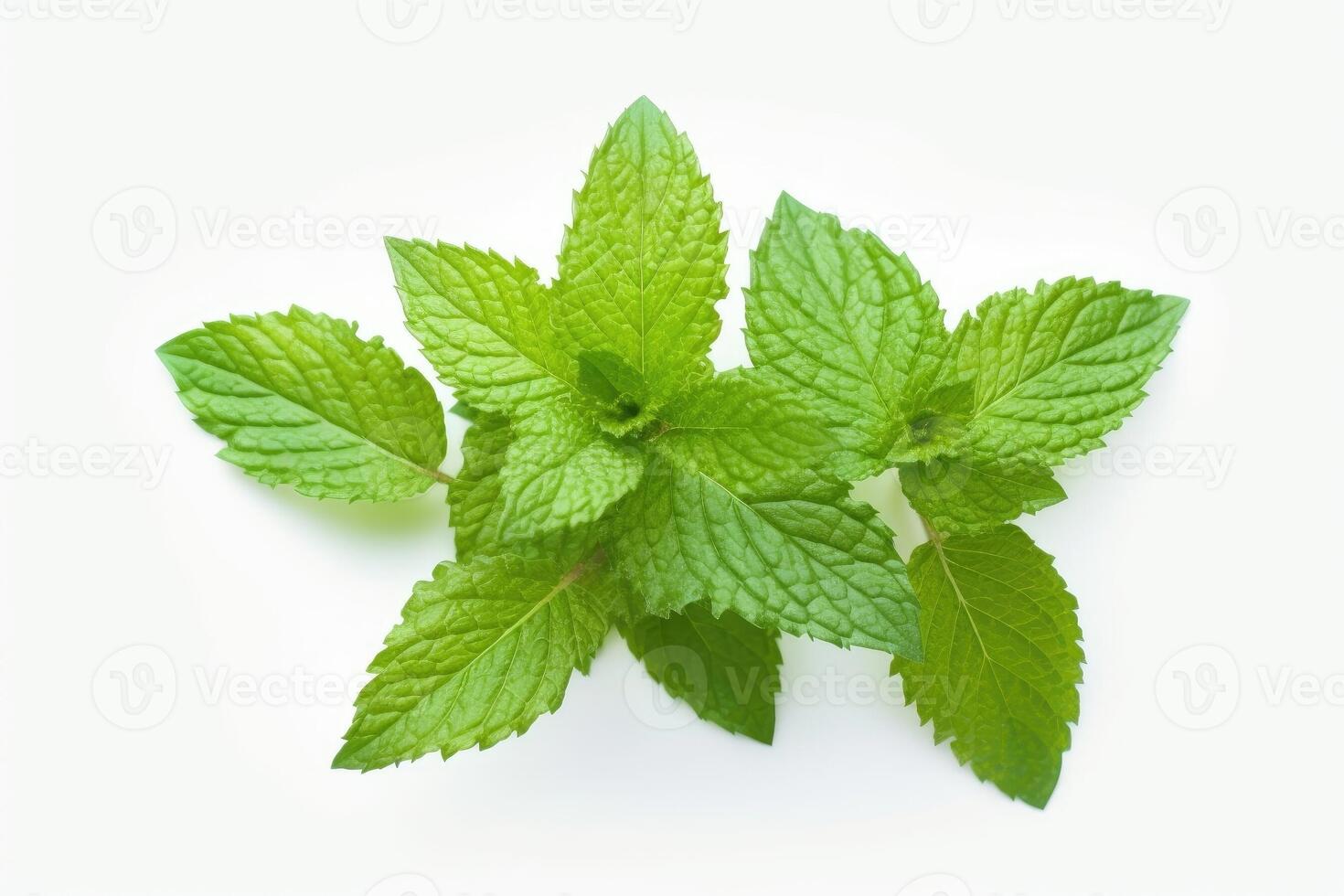 Mint leaves isolated on white background. photo
