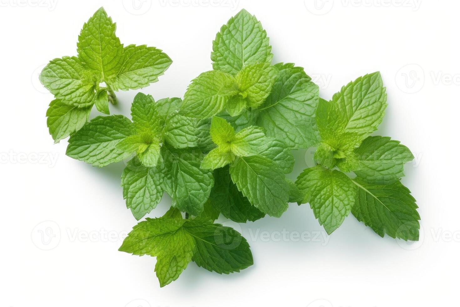 Mint leaves isolated on white background. photo
