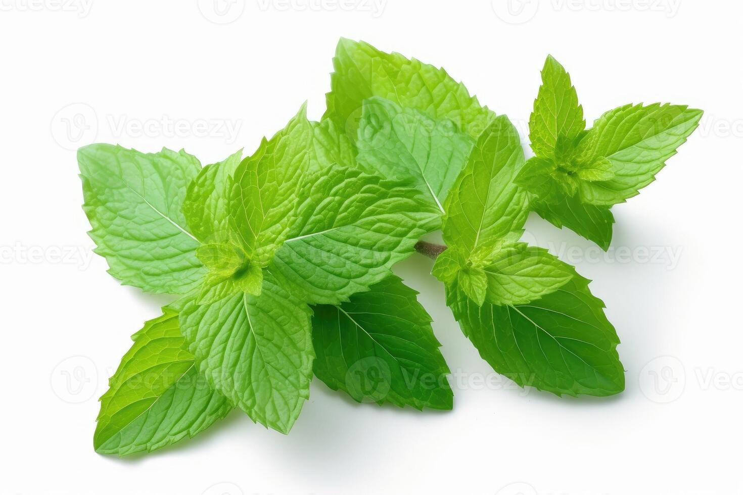 Mint leaves isolated on white background. photo