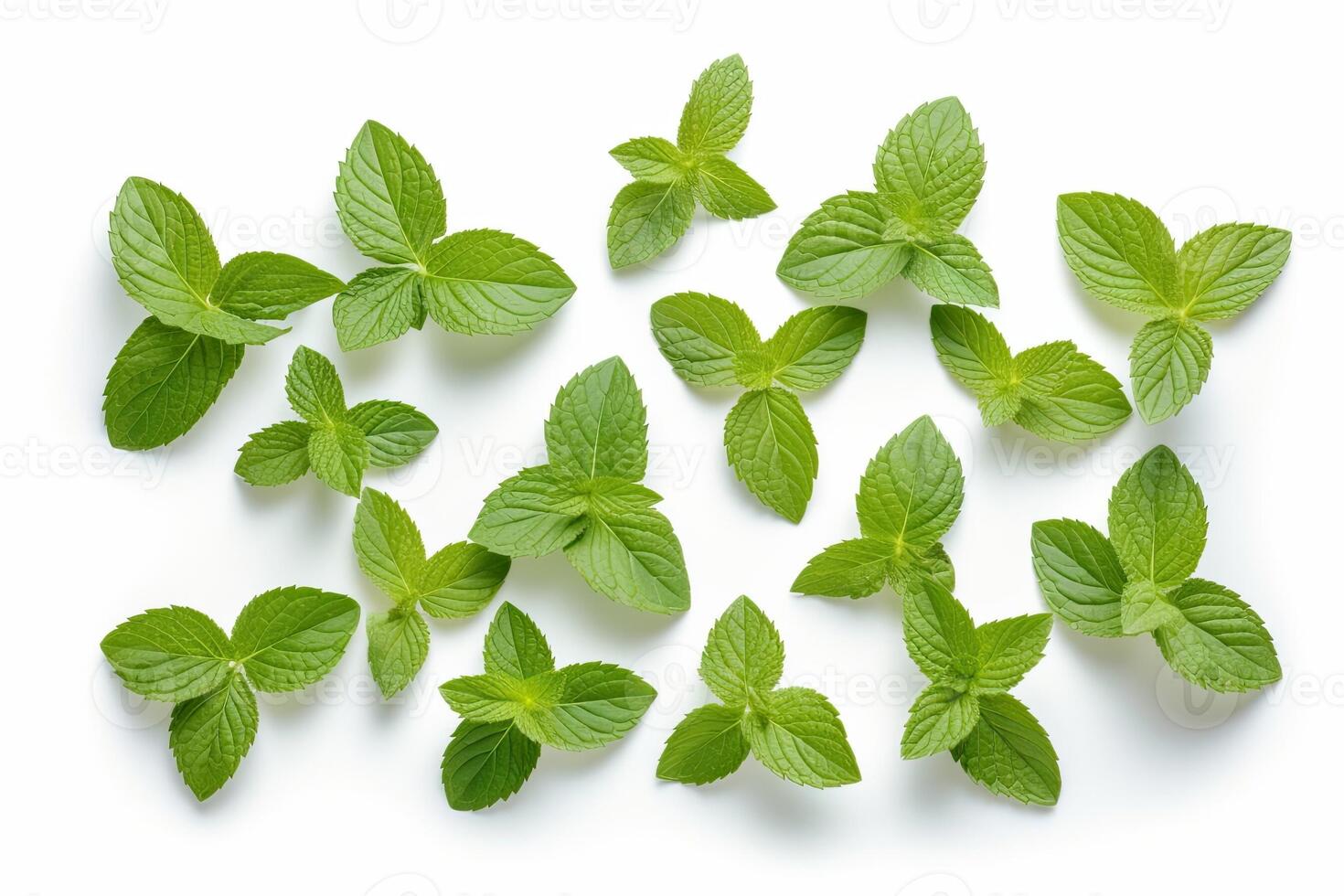 Mint leaves isolated on white background. photo