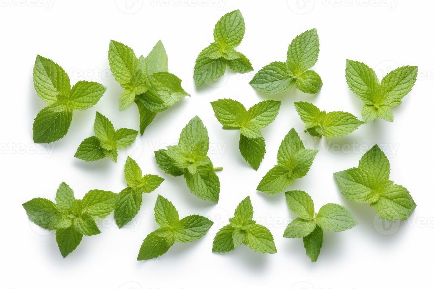 Mint leaves isolated on white background. photo