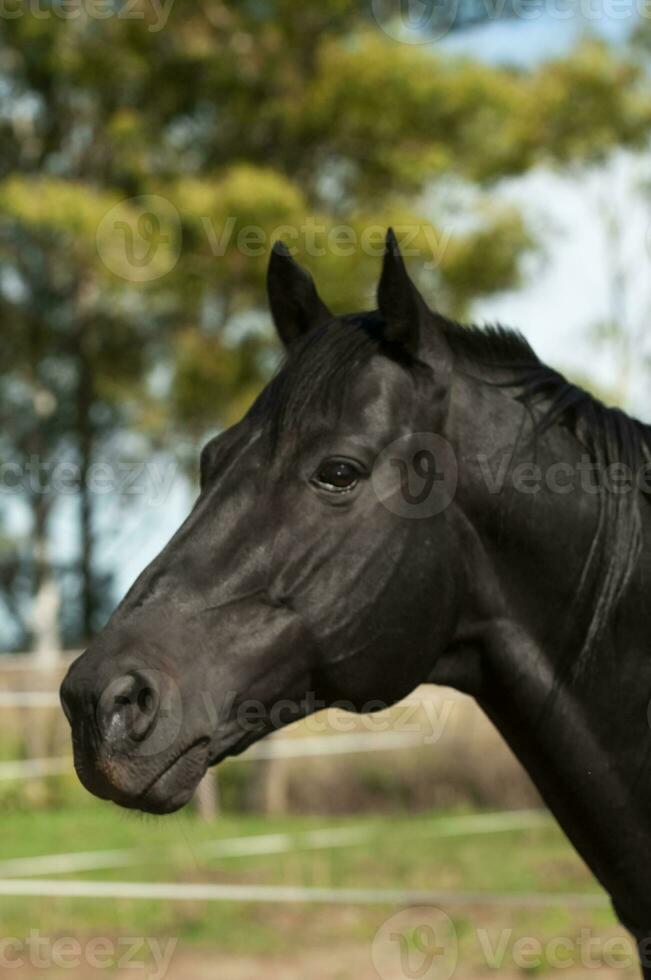 negro cría caballo, retrato, la pampa provincia, Patagonia, argentina. foto