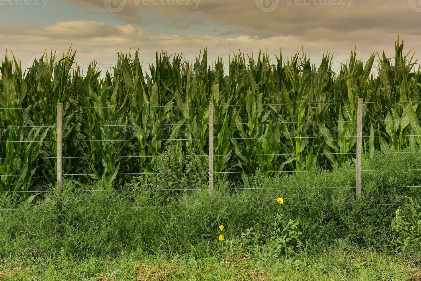 Cornfield in Buenos Aires Province, Argentina photo