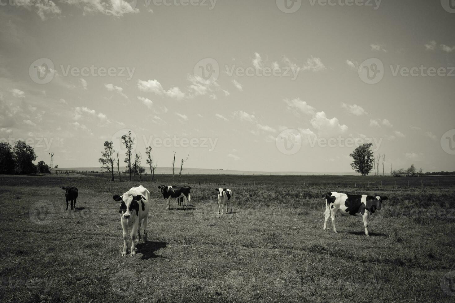 novillos alimentado en pastar, la pampa, argentina foto